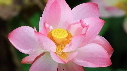 春菜花最新作品在线视频,情感纠葛与命运抉择的视觉盛宴