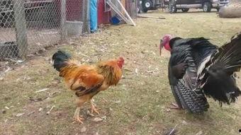 吸吮公鸡在线视频,吸吮公鸡视频引发热议