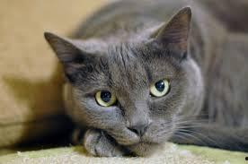 猫咪成年在线视频,在线视频捕捉成长瞬间