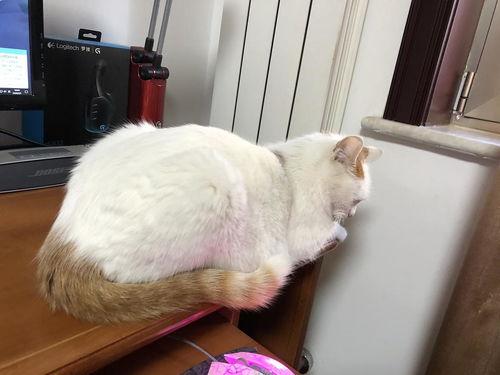 猫咪成年在线视频,在线视频捕捉成长瞬间