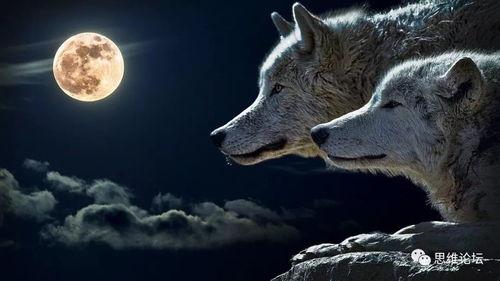 狼吃人的故事在线视频,揭秘狼吃人事件的惊悚真相