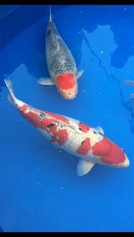 锦鲤在线视频,揭秘网络红鱼的魅力与影响力