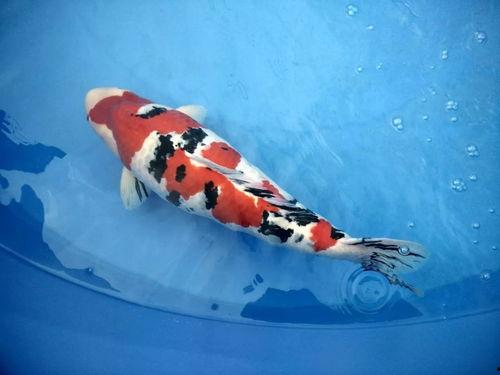 锦鲤在线视频,揭秘网络红鱼的魅力与影响力