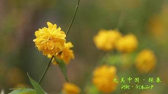 校园春色 在线视频直播