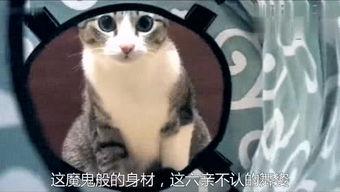 吃奶头的在线视频,温馨亲子互动瞬间回顾