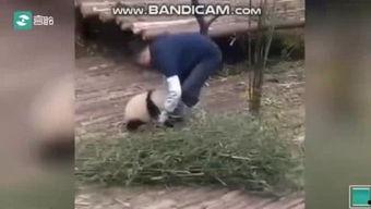 吃奶头的在线视频,温馨亲子互动瞬间回顾