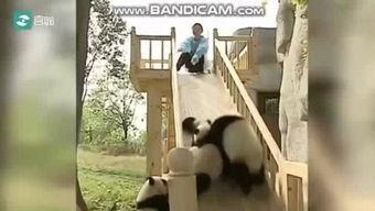 吃奶头的在线视频,温馨亲子互动瞬间回顾