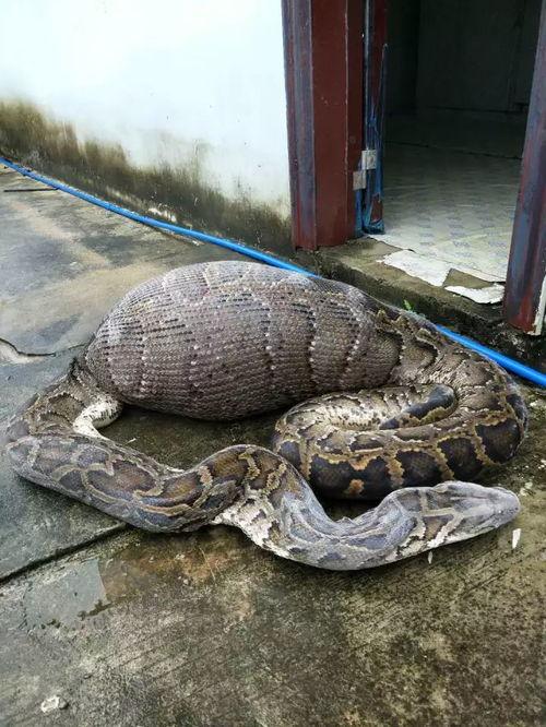 蟒蛇在线视频观看免费