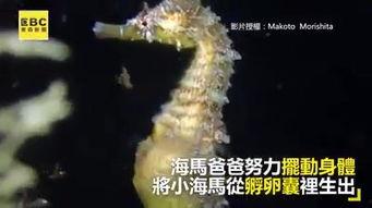 海马在线视频观看,探索海洋生物的奇妙世界  第1张